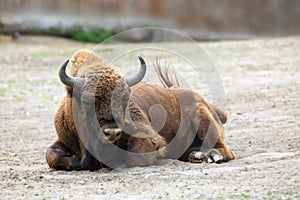 European bison Bison bonasus, also known as wisent /ËˆviËzÉ™nt or the European wood bison lying on sand in zoo